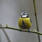 Vögel im Gebüsch: Blaumeise 01