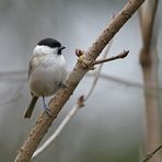 Vögel im Gebüsch: Sumpfmeise 01