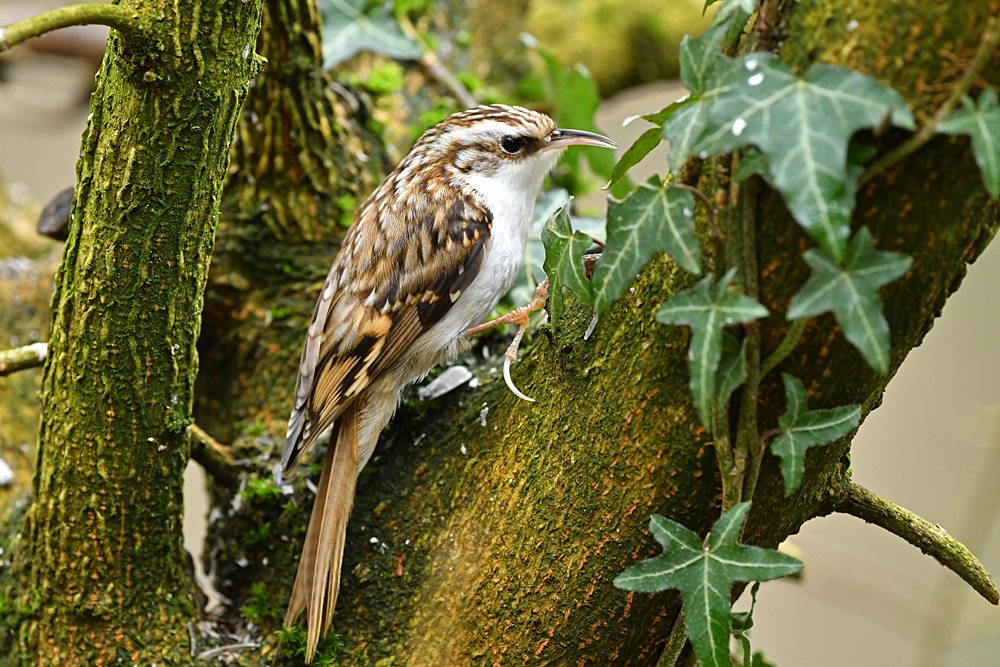 Vögel im Gebüsch: Waldbaumläufer 01