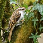 Vögel im Gebüsch: Waldbaumläufer 01