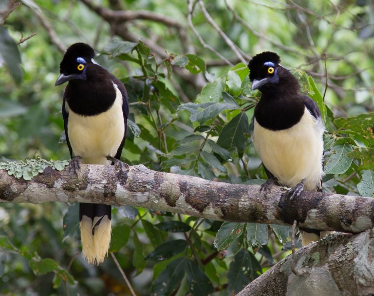 Voegel im Iguazu Nationalpark (argentinische Seite)