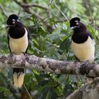 Voegel im Iguazu Nationalpark (argentinische Seite)