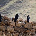 Vögel im Iran
