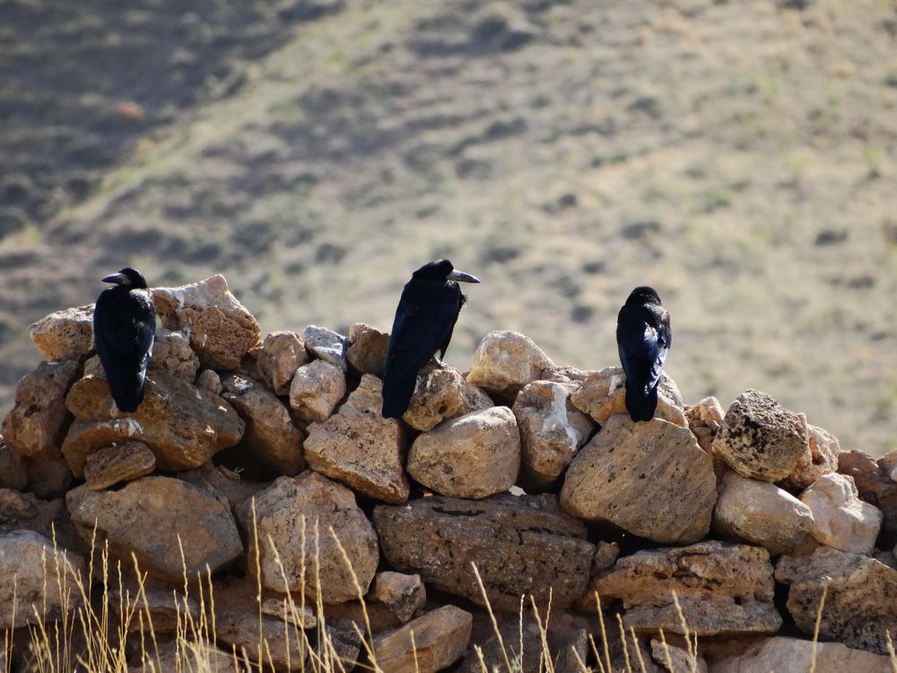 Vögel im Iran