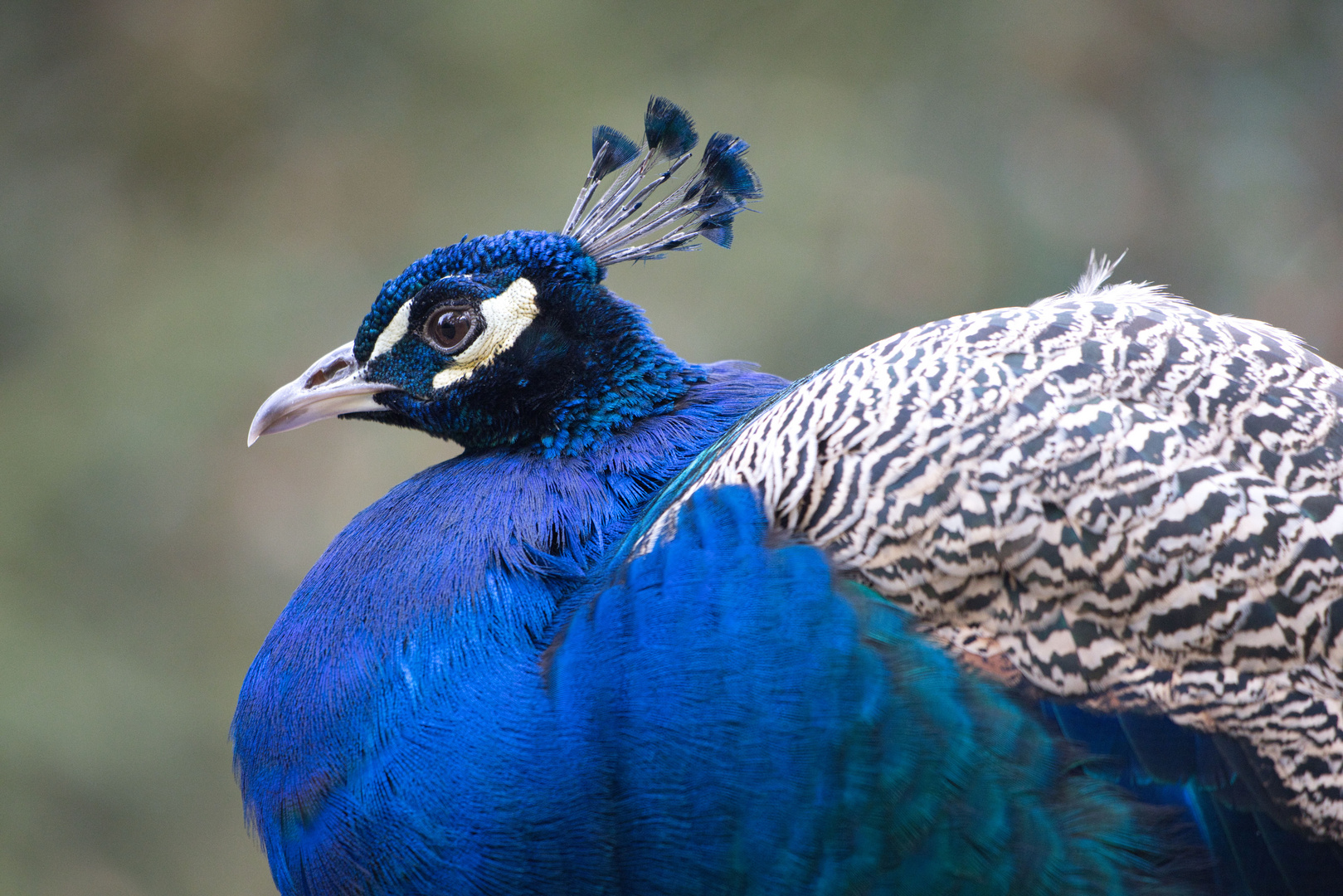 Vögel im Jever Park