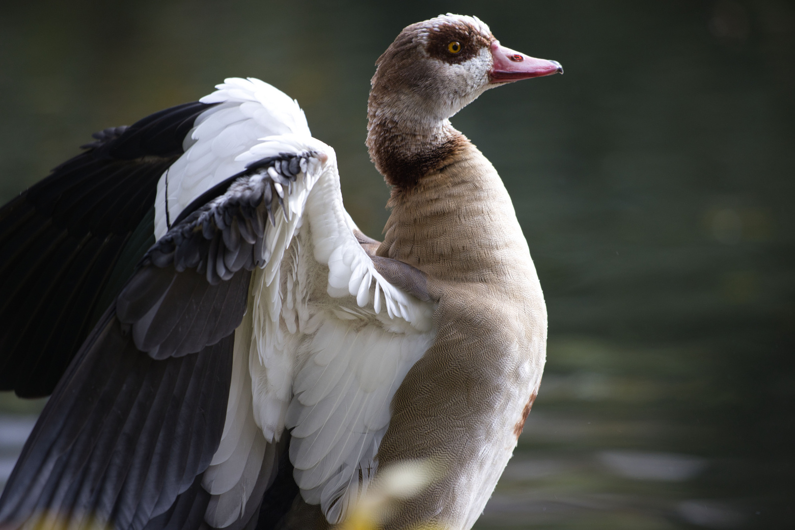 Vögel im Jever Park