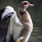 Vögel im Jever Park