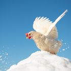 Vögel im Käfig sprechen nur vom Fliegen.