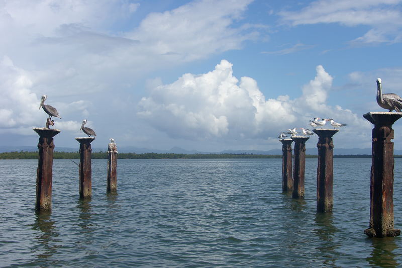 Vögel im Meer