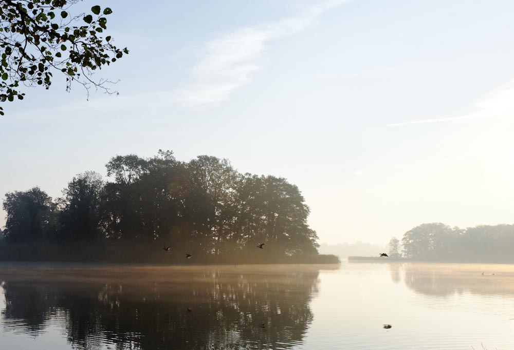 Vögel im Morgennebel, Bordesholmer See