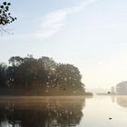 Vögel im Morgennebel, Bordesholmer See