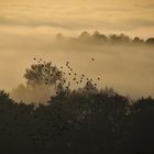 Vögel im Nebellicht....