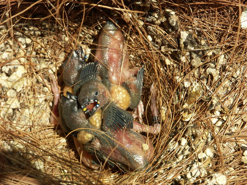 Vögel im Nest