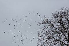 Vögel im November (I)