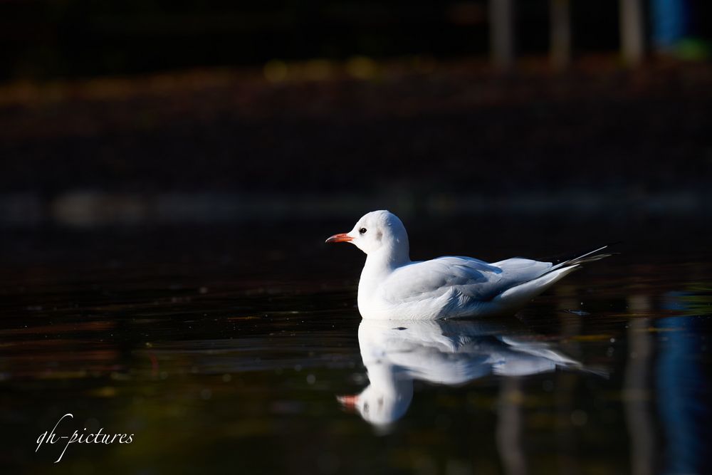 Kleiner Weißer Vogel Abenteuer Im Kensington Park Vögel im Park Foto & Bild | tiere, wildlife, wild lebende vögel Bilder