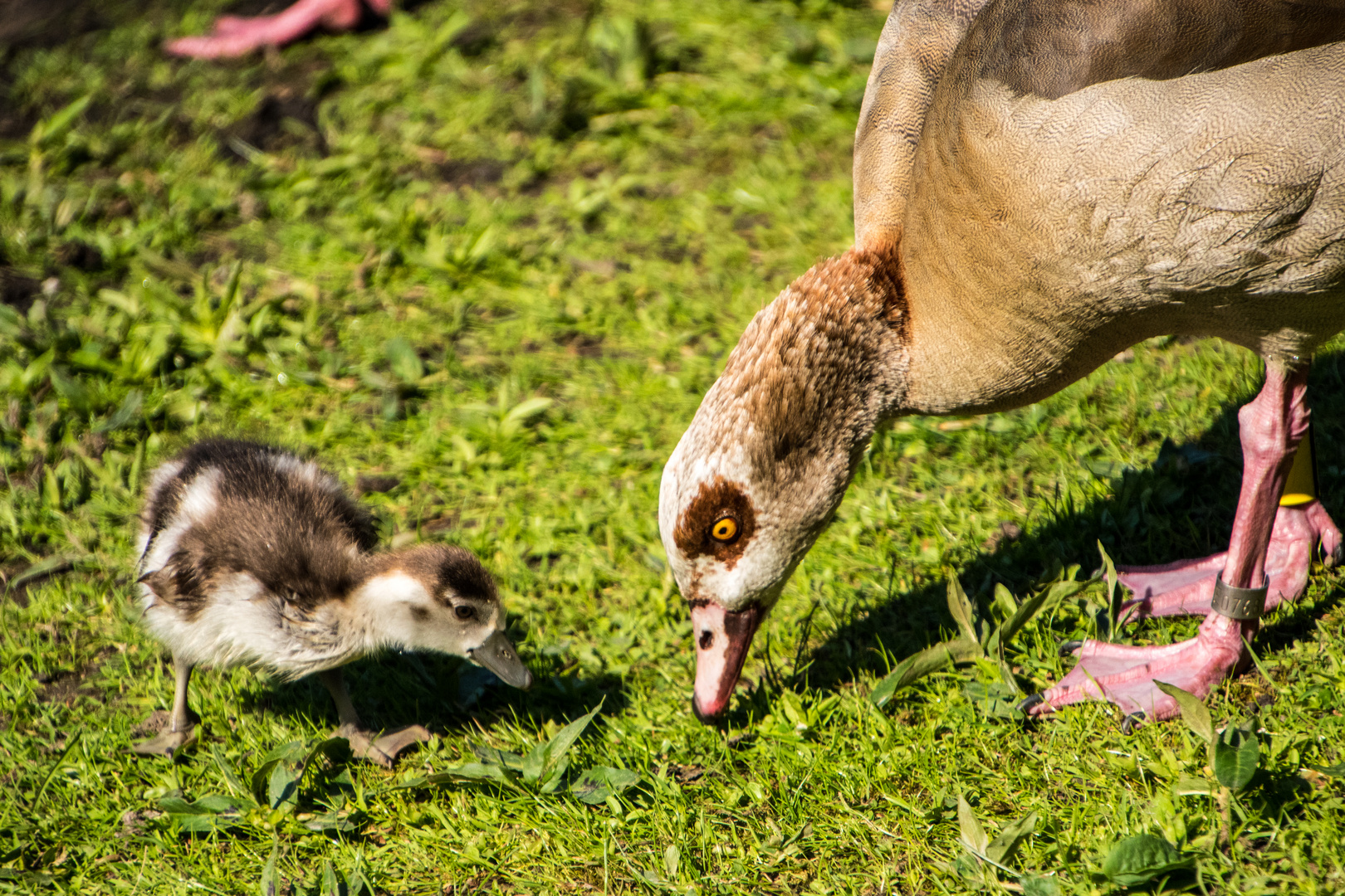 Vögel im Park