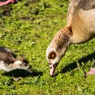 Vögel im Park