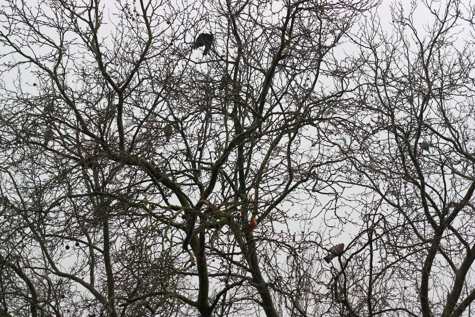 Vögel im Regen im Baum