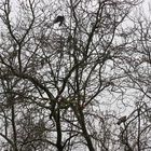 Vögel im Regen im Baum