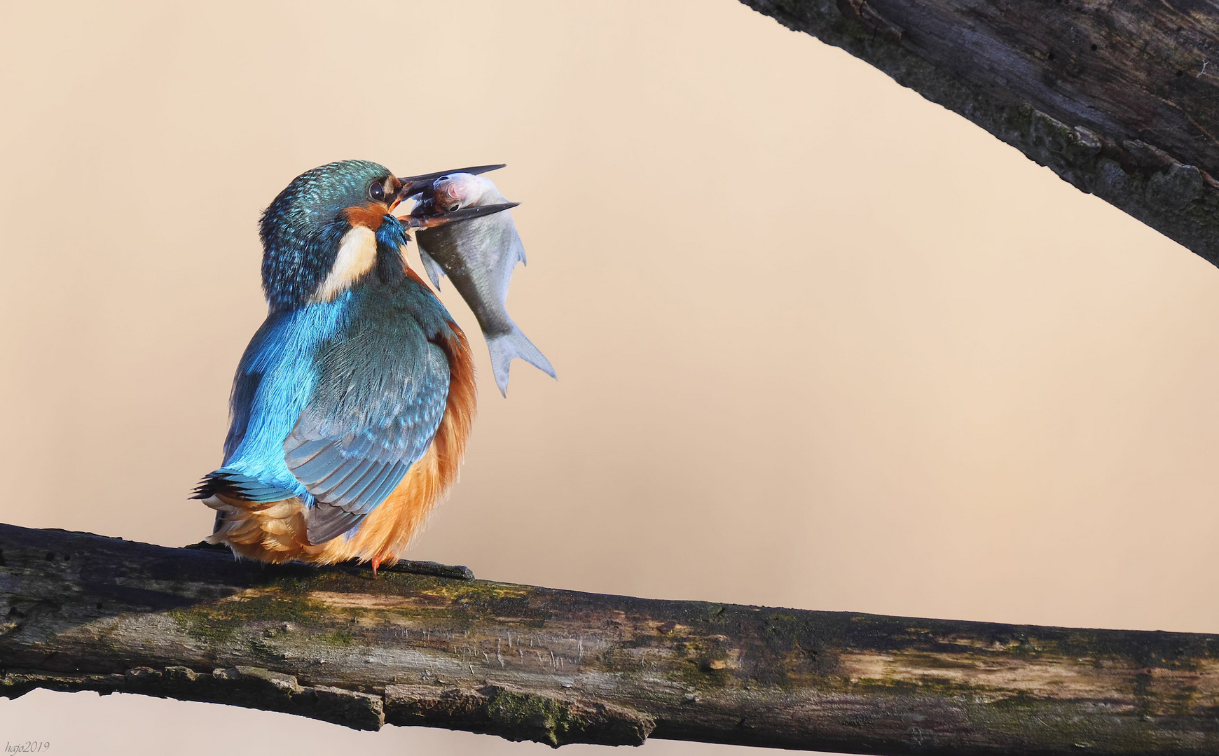 * Vögel im Schilfwald *