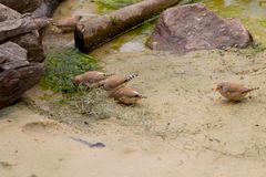 Vögel im Schmetterlings-Park auf Fehmarn