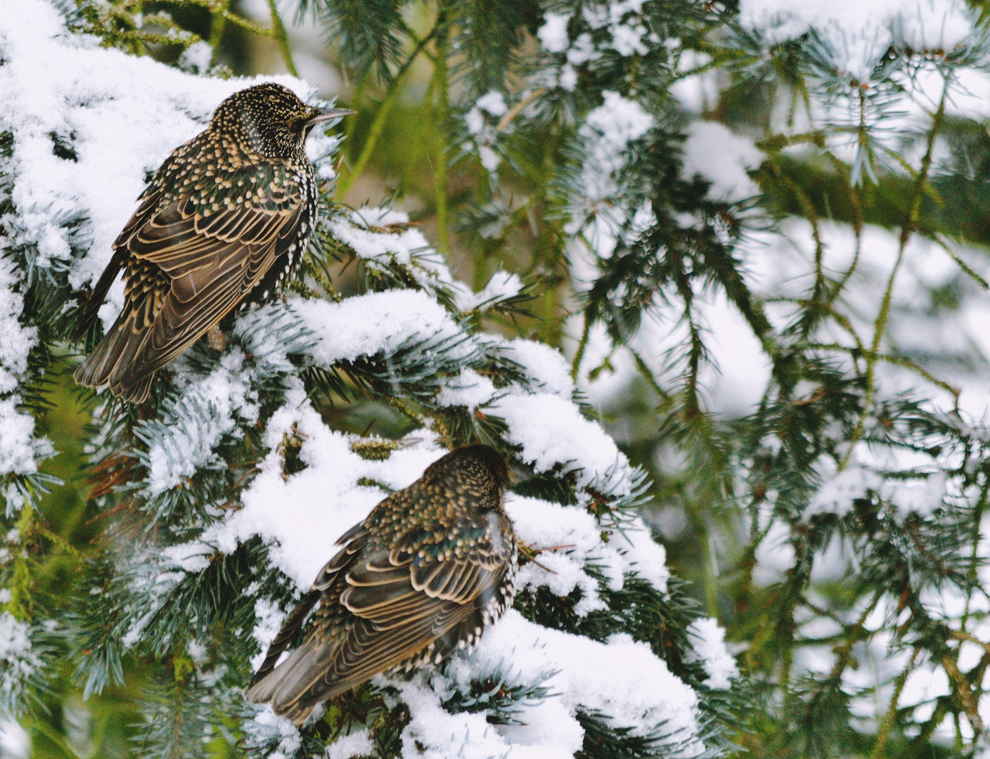 Vögel im Schnee