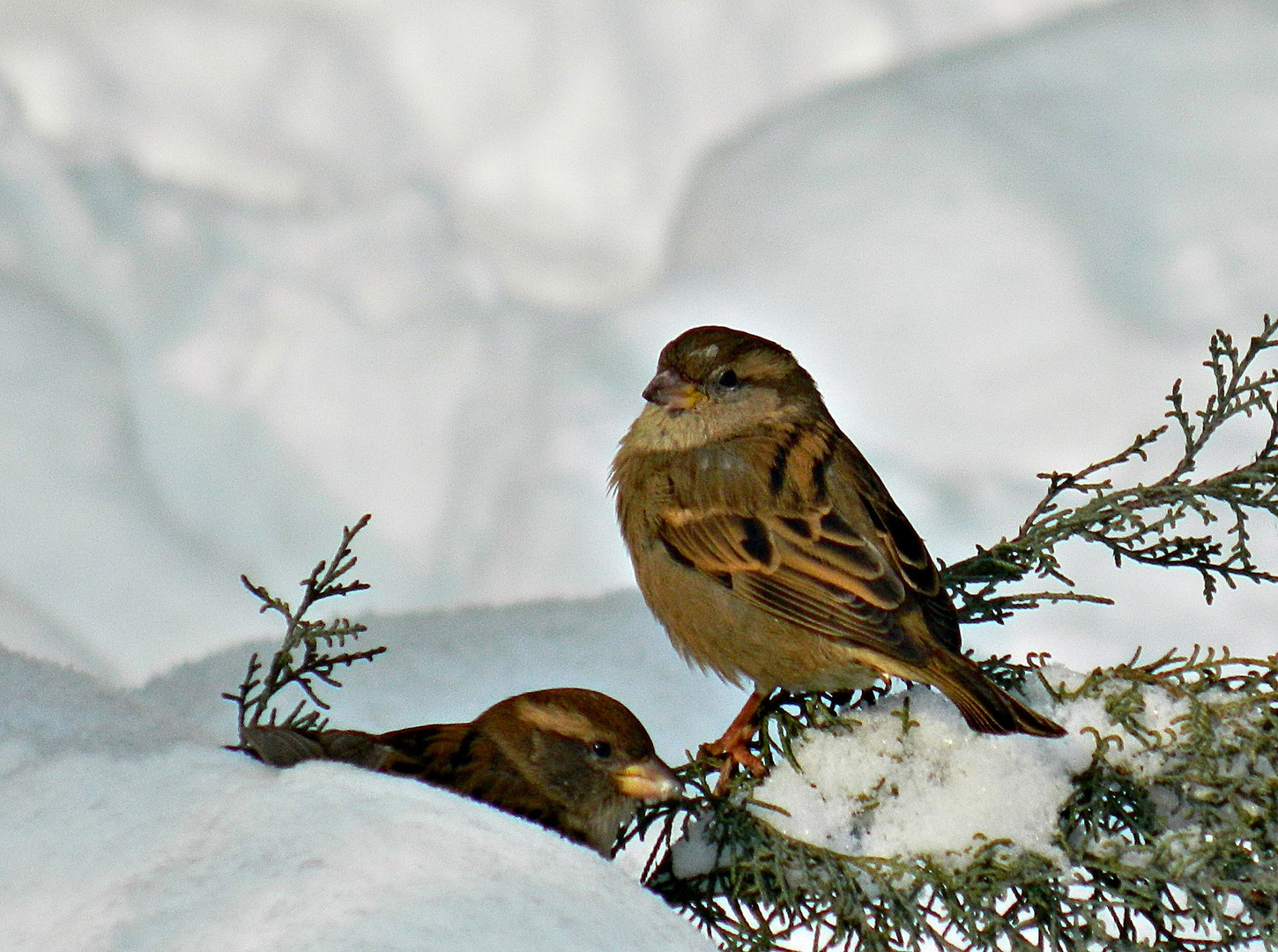 Vögel im Schnee