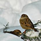 Vögel im Schnee