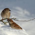 Vögel im Schnee