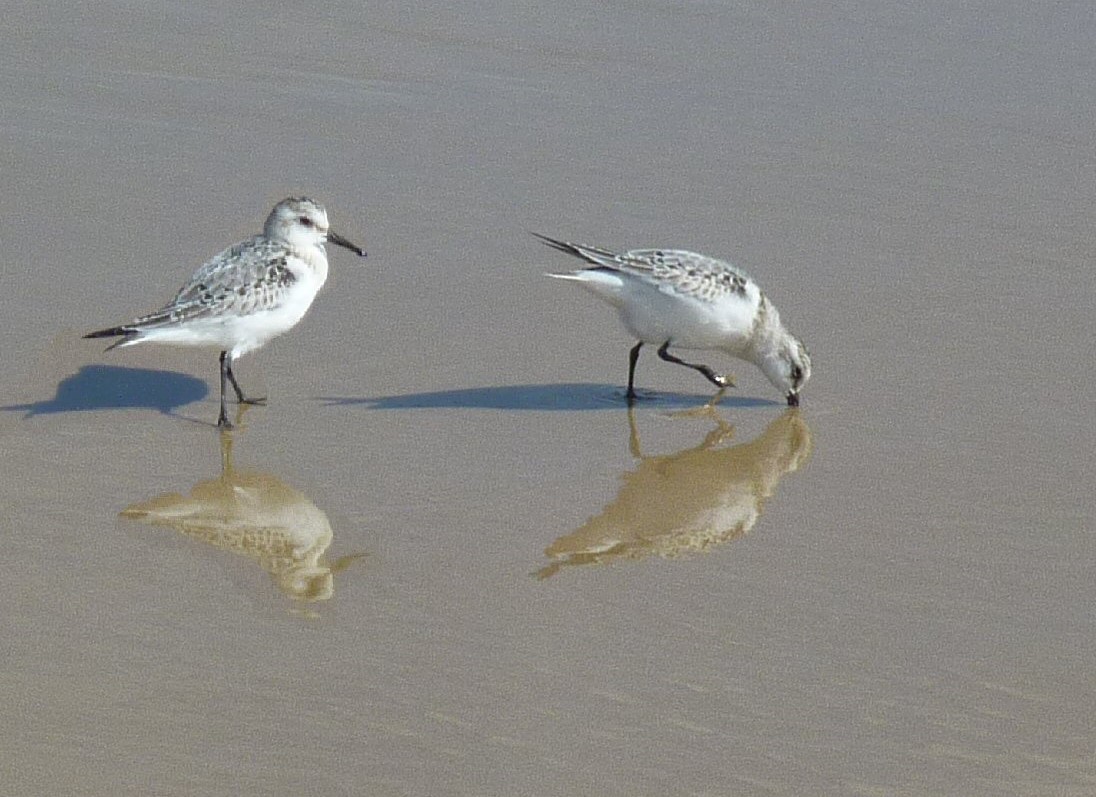 Vögel im seichten Wasser am Meer