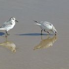 Vögel im seichten Wasser am Meer