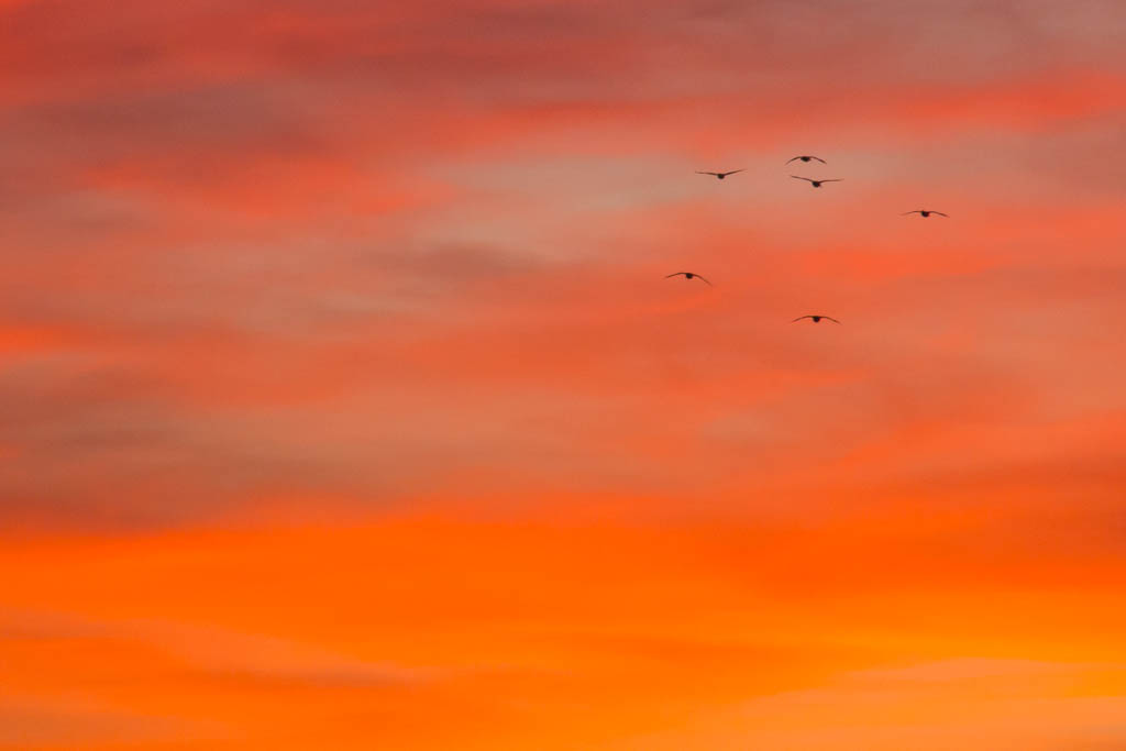 Vögel im Sonnenuntergang