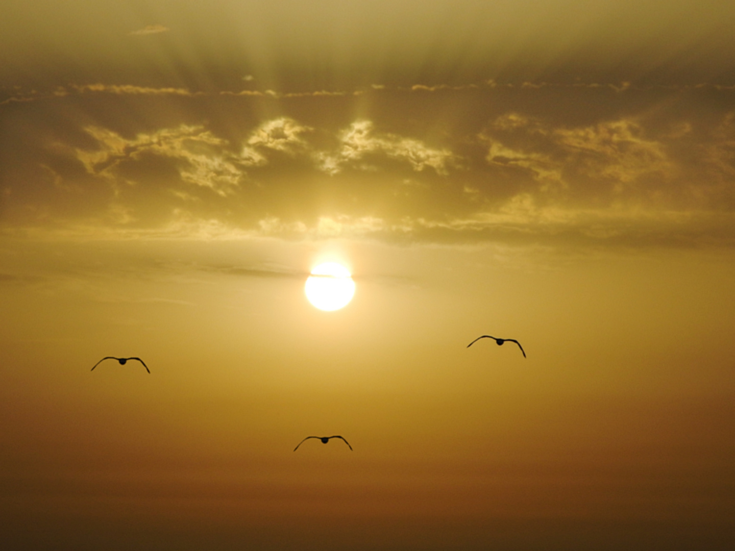 Vögel im  Sonnenuntergang auf La Gomera (Valle Gran Rey)