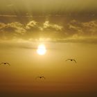Vögel im  Sonnenuntergang auf La Gomera (Valle Gran Rey)