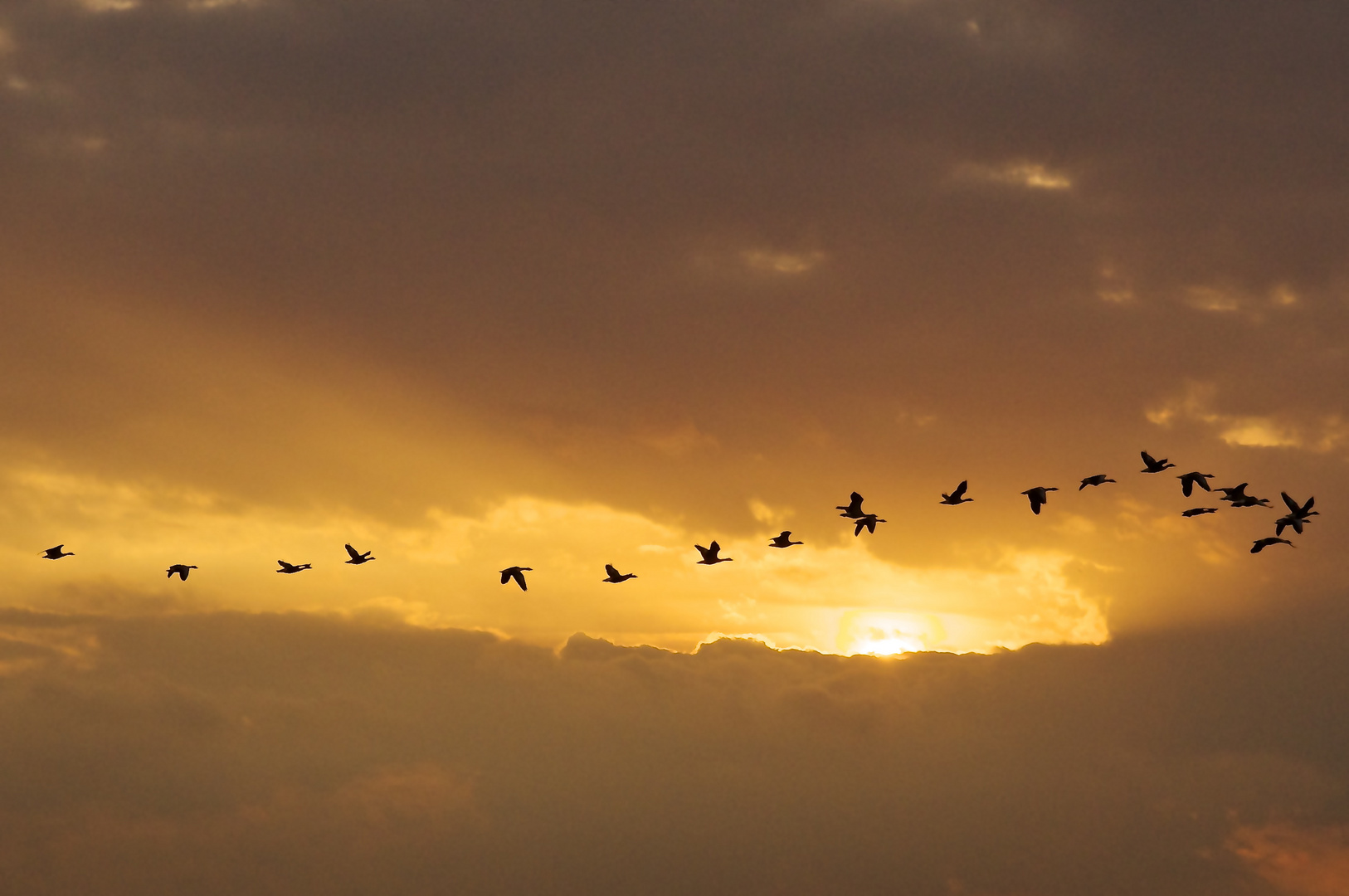 Vögel im Sonnenuntergang