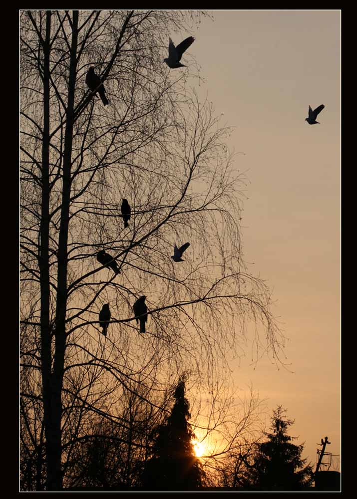 Vögel im Sonneuntergang