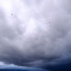 Vögel im Sturm
