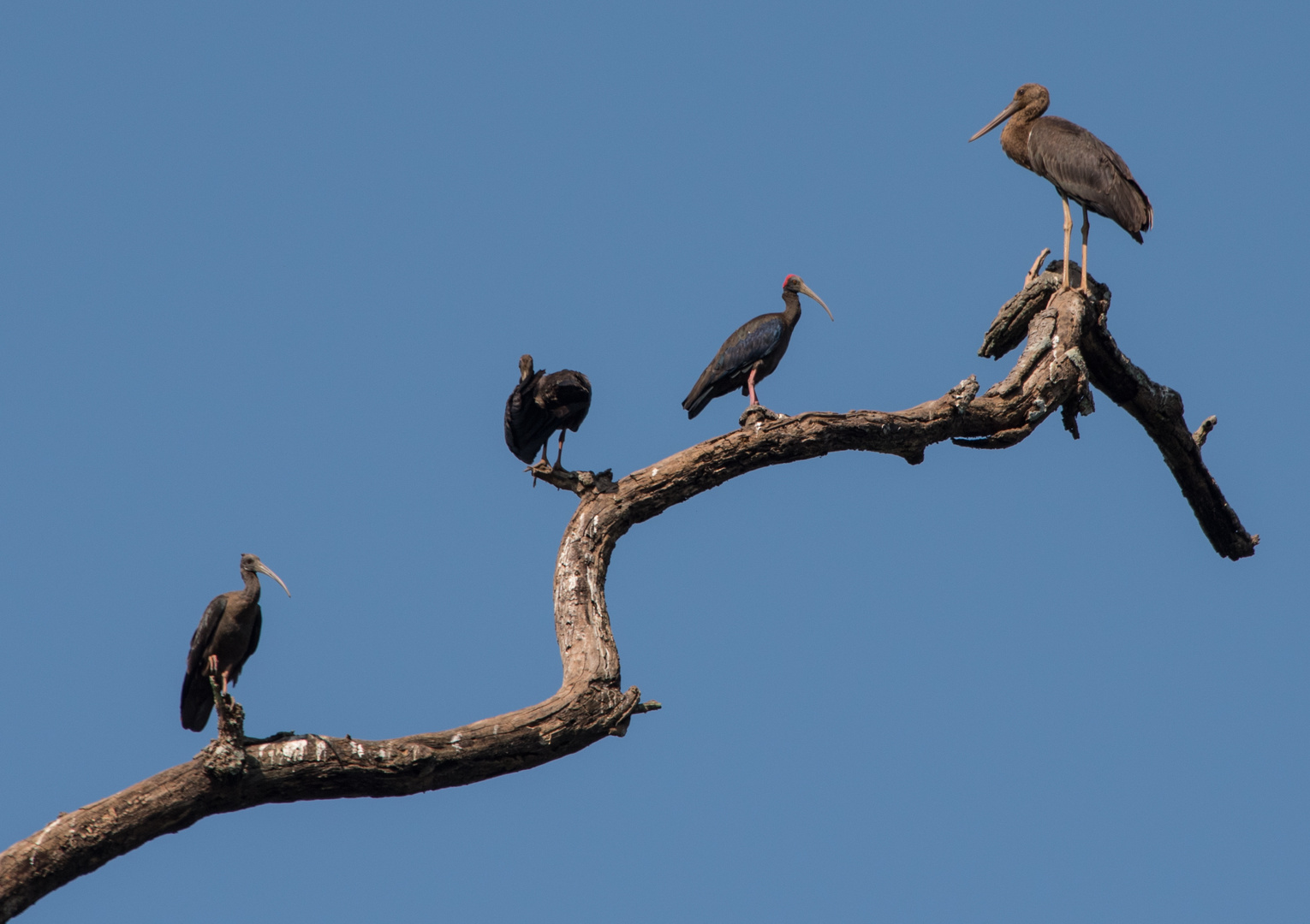 Vögel im Süden Nepals/Chitwan