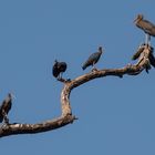 Vögel im Süden Nepals/Chitwan