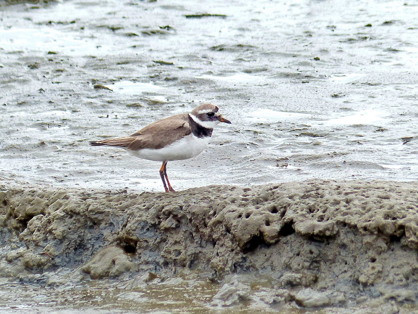 Vögel im Watt 2