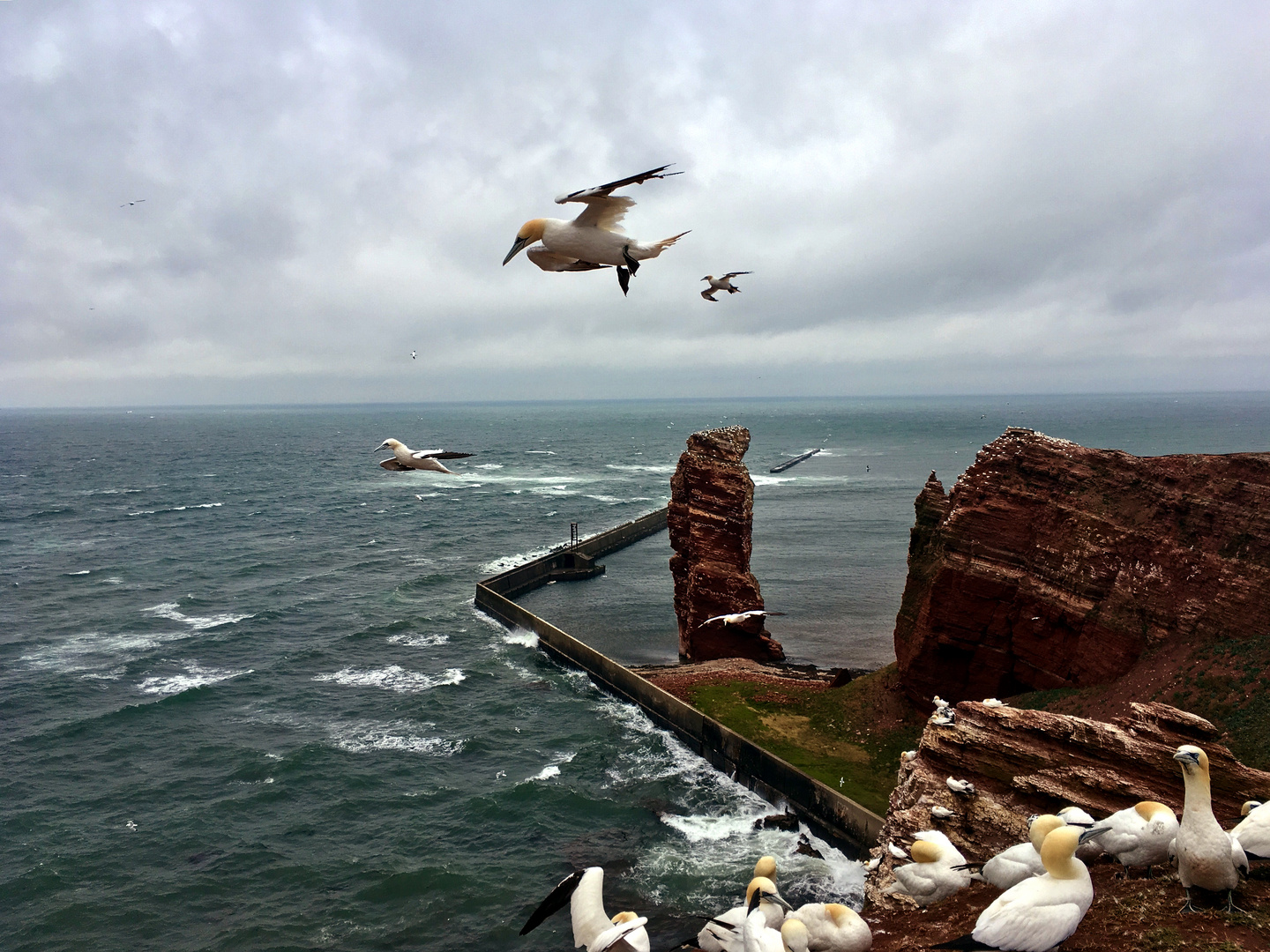 Vögel im Wind