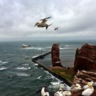 Vögel im Wind