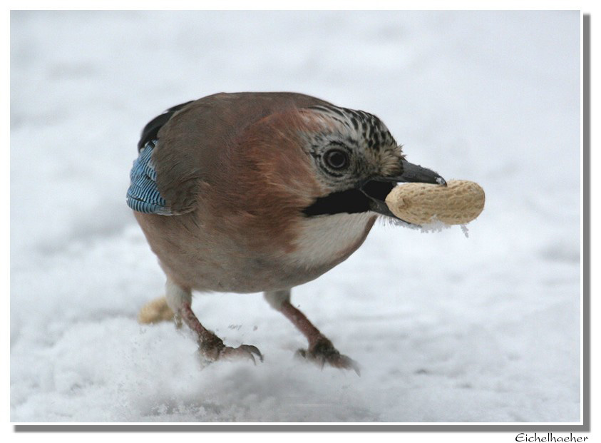 Vögel im Winter