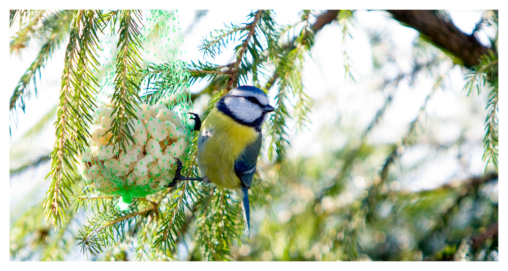 Vögel im Winter