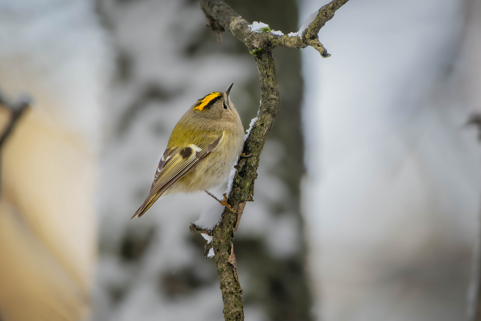 Vögel im Winter 