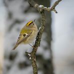 Vögel im Winter 