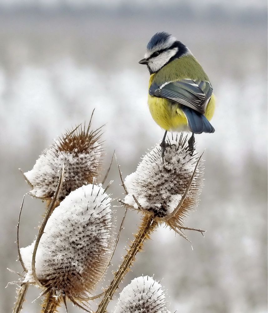 Vögel im Winter Bild &amp; Foto von jogi2 aus JuryVoting Fotografie