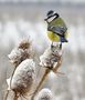 Vögel im Winter von jogi2 