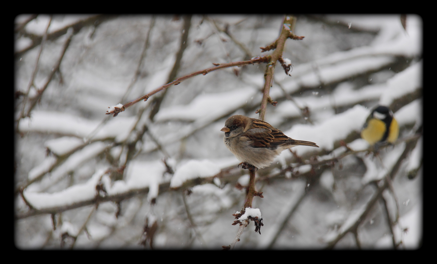 Vögel im Winter