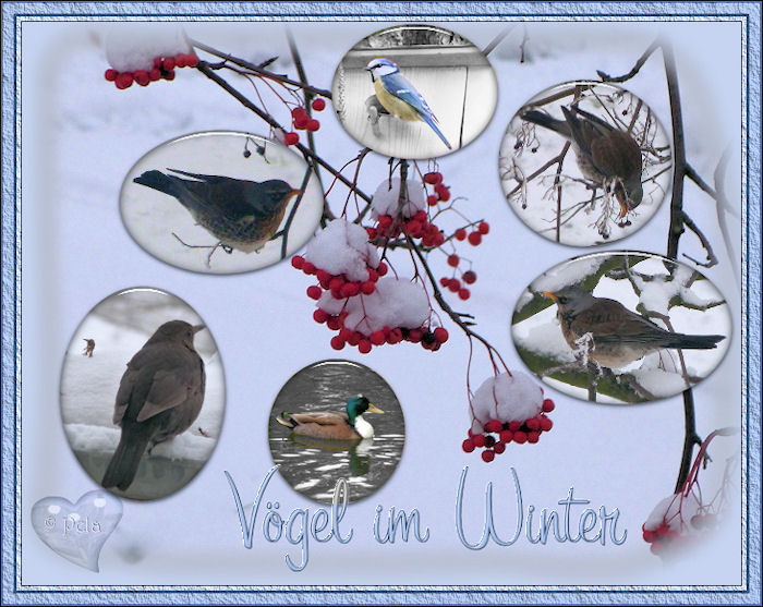 Vögel im Winter